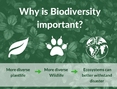 Importance of Biodiversity maintenance and ecological balancing